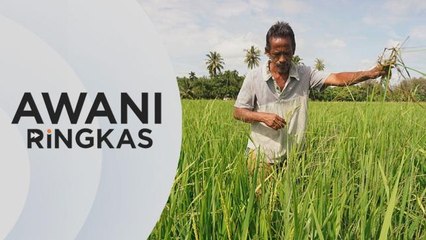 AWANI Ringkas: Pesawah, penoreh getah, nelayan dapat bantuan