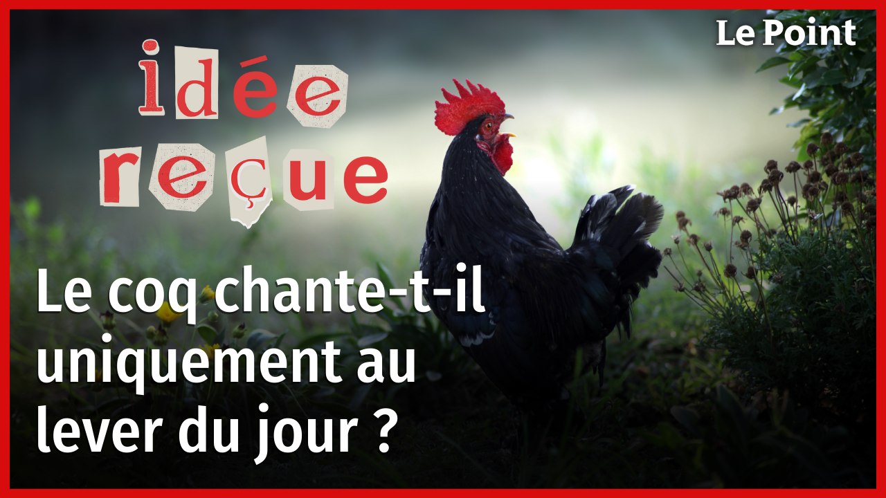 Le coq chante-t-il uniquement au lever du soleil ? Idées reçues