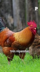 Idée reçue : le coq chante-t-il uniquement au lever du soleil ?