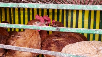 ارتفاع أسعار الدواجن في مصر