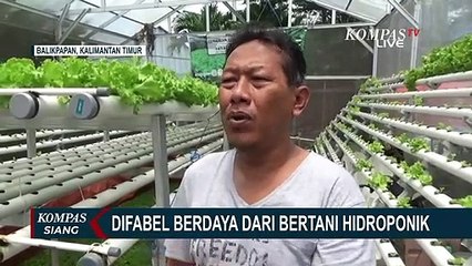 Belajar Otodidak, Penyandang Disabilitas Sukses Hasilkan 100 kg Selada Sekali Panen