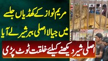 Maryam Nawaz Ke Kasur Khudian Khas Jalsa Me PMLN Supporter Real Lion Le Aaya - Watch Exclusive Video