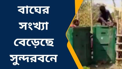 দঃ ২৪ পরগনা : সুন্দরবনে বাঘের খাদ্যের অভাব! বড় সিদ্ধান্ত প্রশাসনের