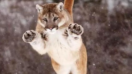 Colorado'da Jakuzide Rahatlayan Kişiye Dağ Aslanı Saldırdı 🦁