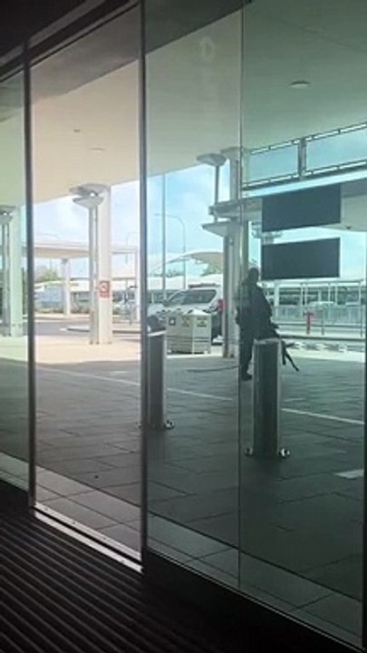 cão, aeroporto