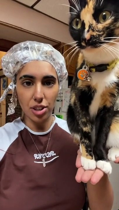 Cat Perches on Owner's Hand