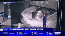 Les hirondelles sont de retour en France et préparent leurs nids