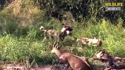 Unlucky! 45 Brutal Moments Predators Ki.ll & Eat Their Prey Alive