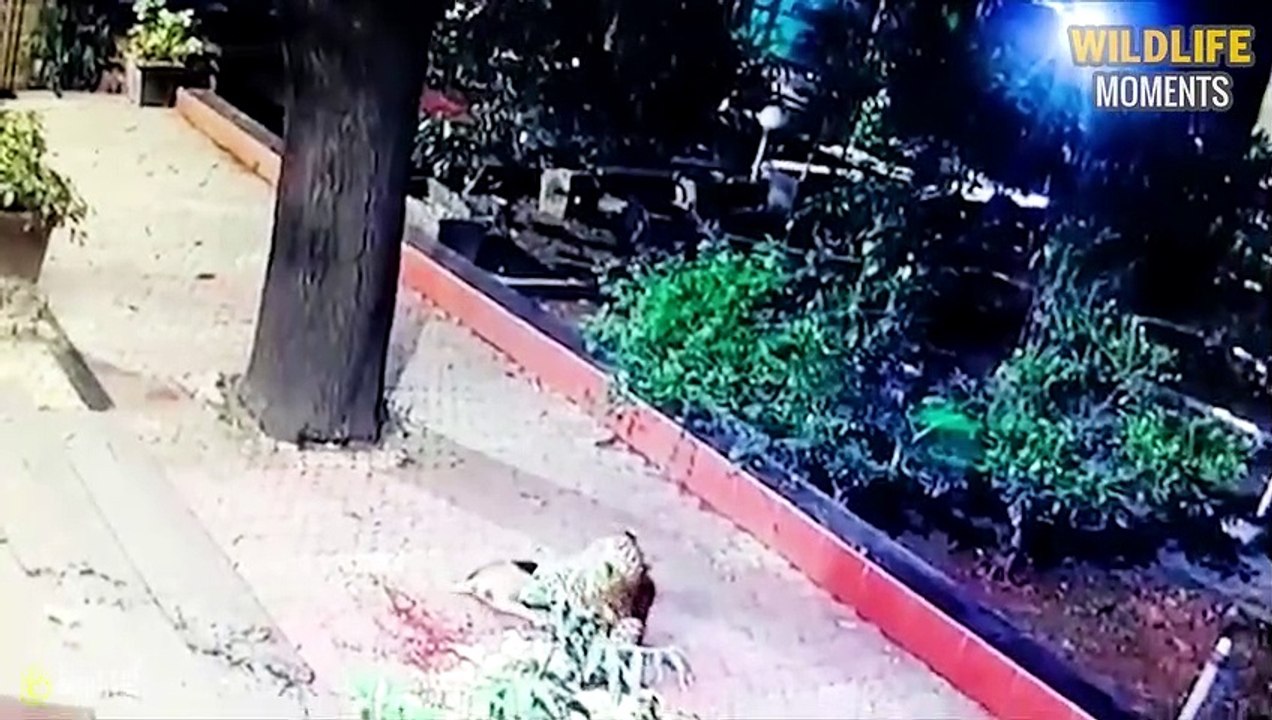 Snow Leopard Hunting   Leopard Brutally Hunt Their Prey Caught On Camera
