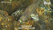 7 espèces des abysses menacées par l'exploitation minière