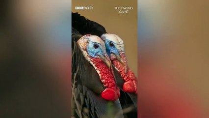 *Adjusts cowboy hat* ''there's only room for three turkeys in this town''