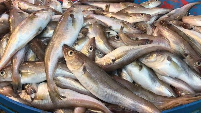 Trabzonlu Balıkçı: Vatandaşta Para Olacak Ki Alacak. Olmadı mı Ne Yapacak Vatandaş