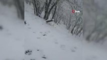 Zonguldak'ın yüksek yüksek rakımlı bölgelerinde kar yağışı devam ediyor