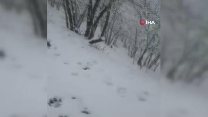 Zonguldak'ın yüksek yüksek rakımlı bölgelerinde kar yağışı devam ediyor