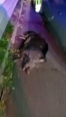 Auto contro cinghiale sulla A2, tragedia sfiorata tra Montalto e Torano