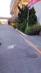 Cute kitten video | funny cat videos amazing | Cute Animals