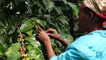 Could climate change spell the end for Arabica coffee?