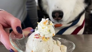 How To Make Funfetti Ice Cream For Dogs