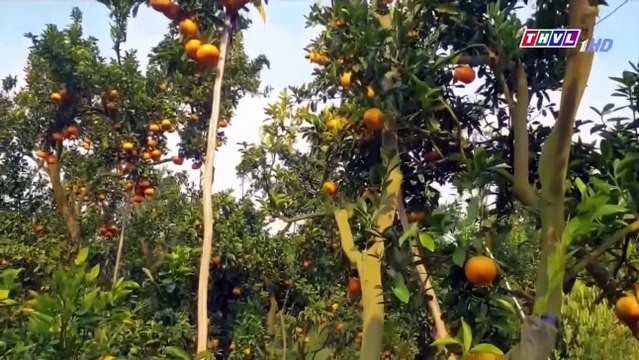 THỜI VÀNG SON TẬP 290 | KẺ TÀN ÁC THƯỜNG SỐNG THẢNH THƠI | PHIM NƯỚC NGOÀI HAY