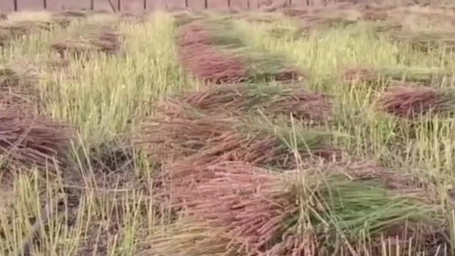 ಕರ್ನಾಟಕದ ಕಿರೀಟ ಬೀದರ್​​ನಲ್ಲಿ ಚಿಯಾ ಬೆಳೆ ಬೆಳೆದ ರೈತ