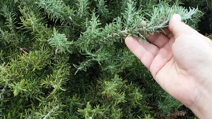 Cómo hacer aceite de romero para cocinar