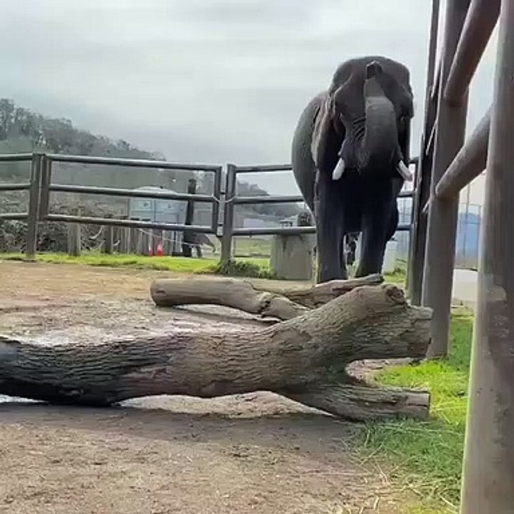 Physical therapy is a large part of the elephants