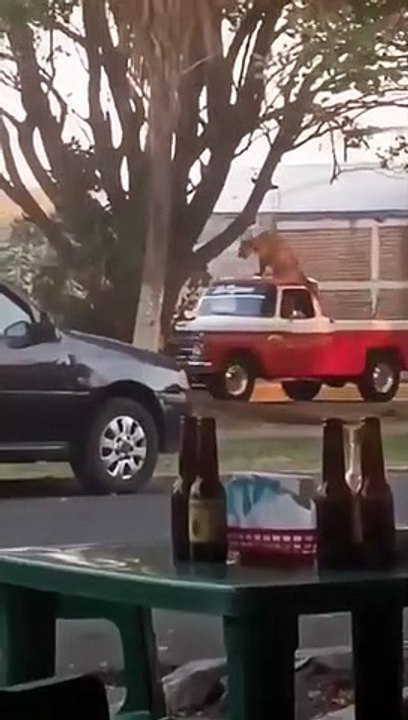 Un homme balade son tigre sur le toit de sa voiture