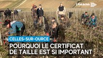 Côte des Bar : 81 candidats au certificat d’aptitude à la taille de la vigne