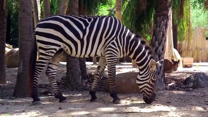 3 पलकें होती हैं , पैर पर एक ही उंगली होती है।          #science #Animal #wildlife #knowledge