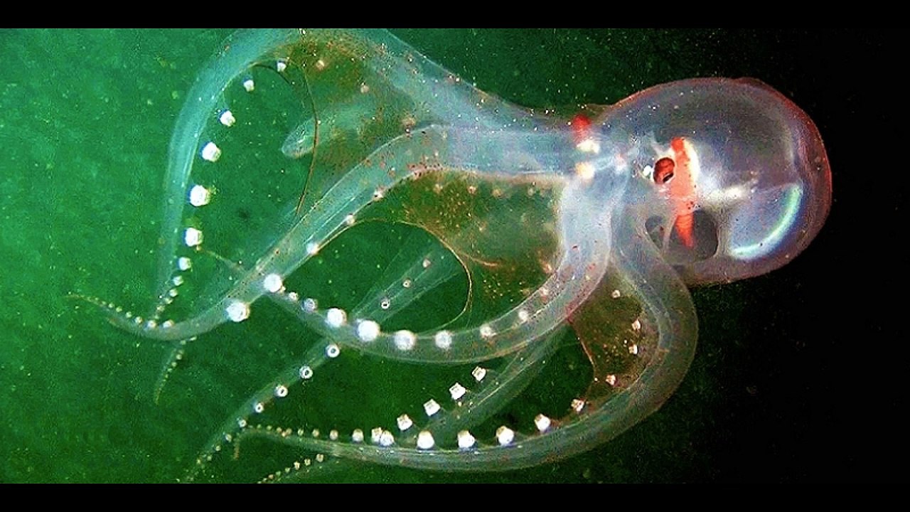 इस जीव का ना तो आंख होता है और ना ही मस्तिष्क !      #science  #knowledge #animal