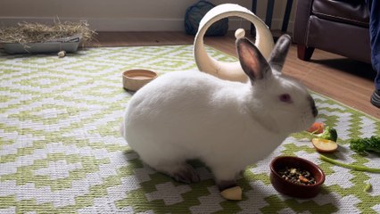 A rabbit is for life, not just for Easter warns animal charity