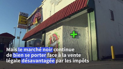 Cannabis: en Californie, le marché noir prospère, malgré la légalisation
