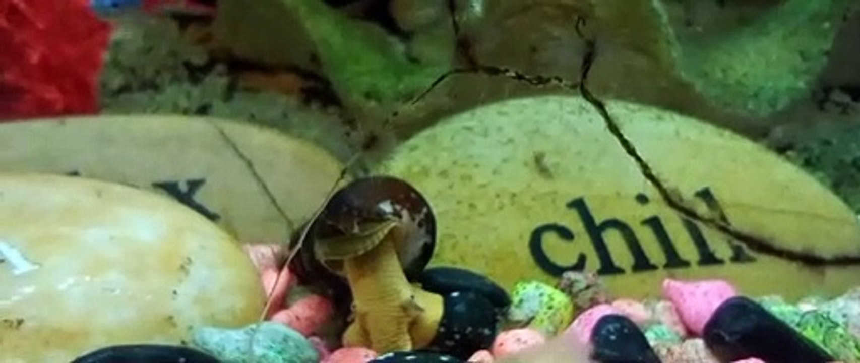 Snails Video 3