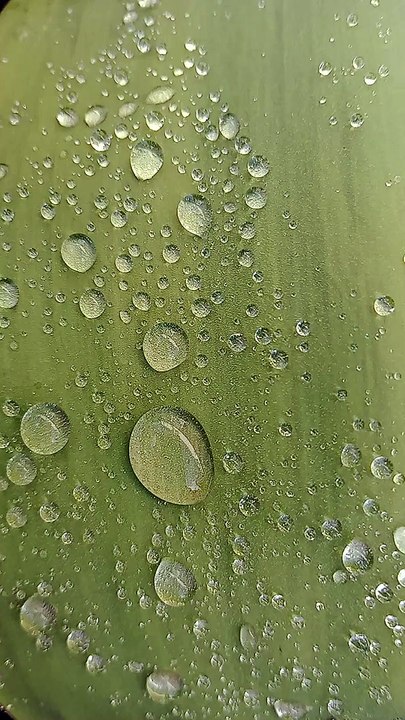 Raindrops