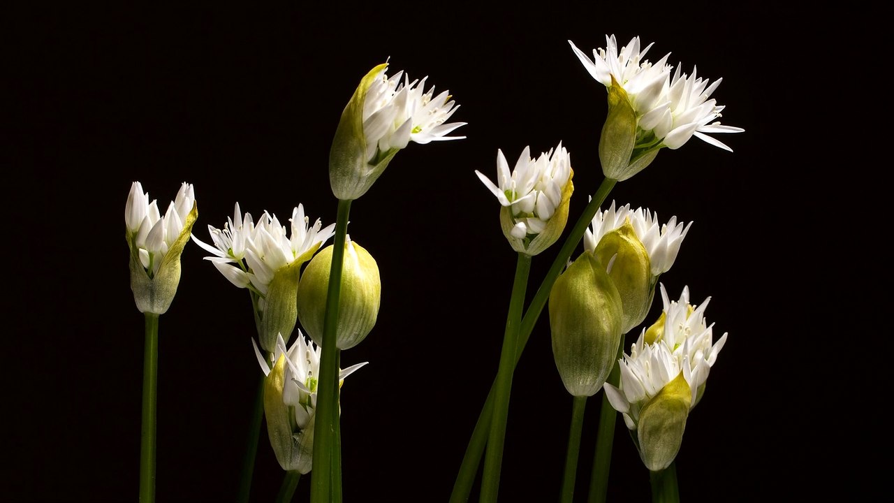 wild-garlic blooming