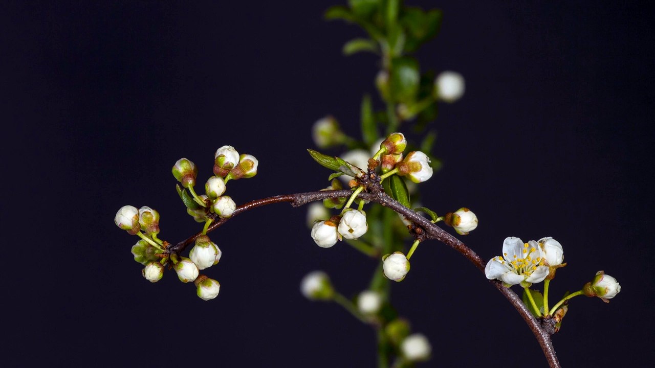 blackthorn-time-lapse 4k