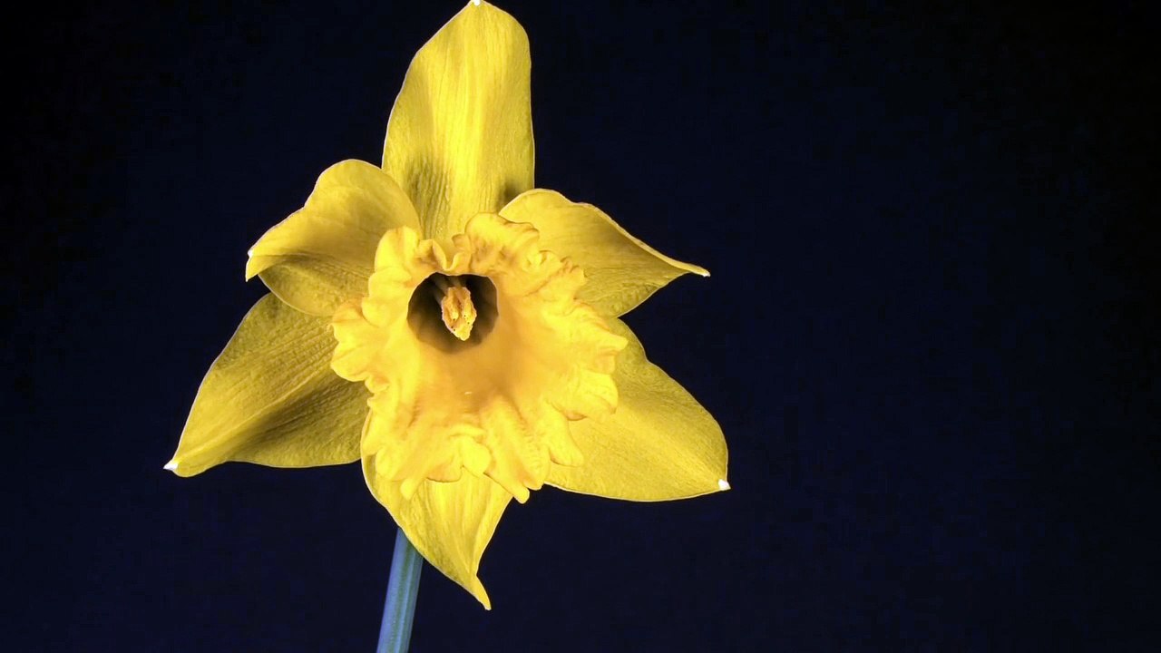 daffodil-timelapse