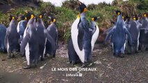 Islande, le sanctuaire des macareux - Bande annonce