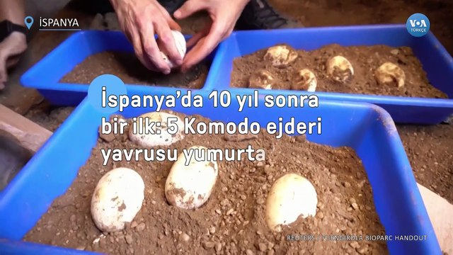 5 Komodo Ejderi Yavrusu Yumurtadan Çıktı
