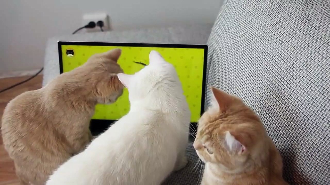 Réaction Des Chats Aux Jeux Vidéo Pour Les Chats
