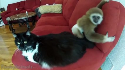 Скачать видео: Funny Monkeys - Funny Animal Videos Compilation of the Funniest Animals HD