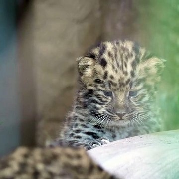 Gémeos de leopardo em vias de extinção nascem em zoo nos EUA