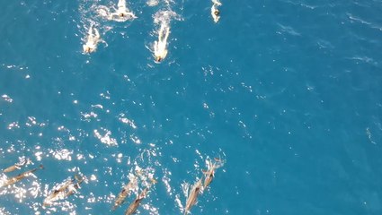 Swimmers appear to harass pod of dolphins in Hawaii