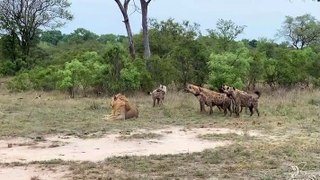 young male lion// lion fight // lion fight with tigers