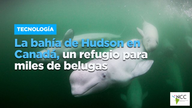 La bahía de Hudson en Canadá, un refugio para miles de belugas