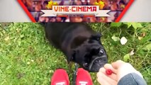 Funny Videos Animal Funny Dog Vines Best Dogs Vines Compilation (5)