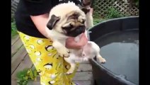 Funny Animal Videos   Overr 13 Minutes Of Hilarious And Cute Animal Moments