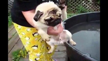 Funny Animal Videos   Overr 13 Minutes Of Hilarious And Cute Animal Moments