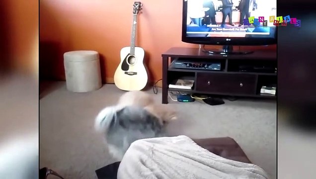 Приколы с животными смешные кошки и собаки. Угарные животные. ДО СЛЁЗ #3