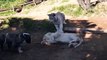 Baby Lion, Tiger, Dog, Monkey in Real Fight Funny Friendship   Funny Animal Attacks Video Vs